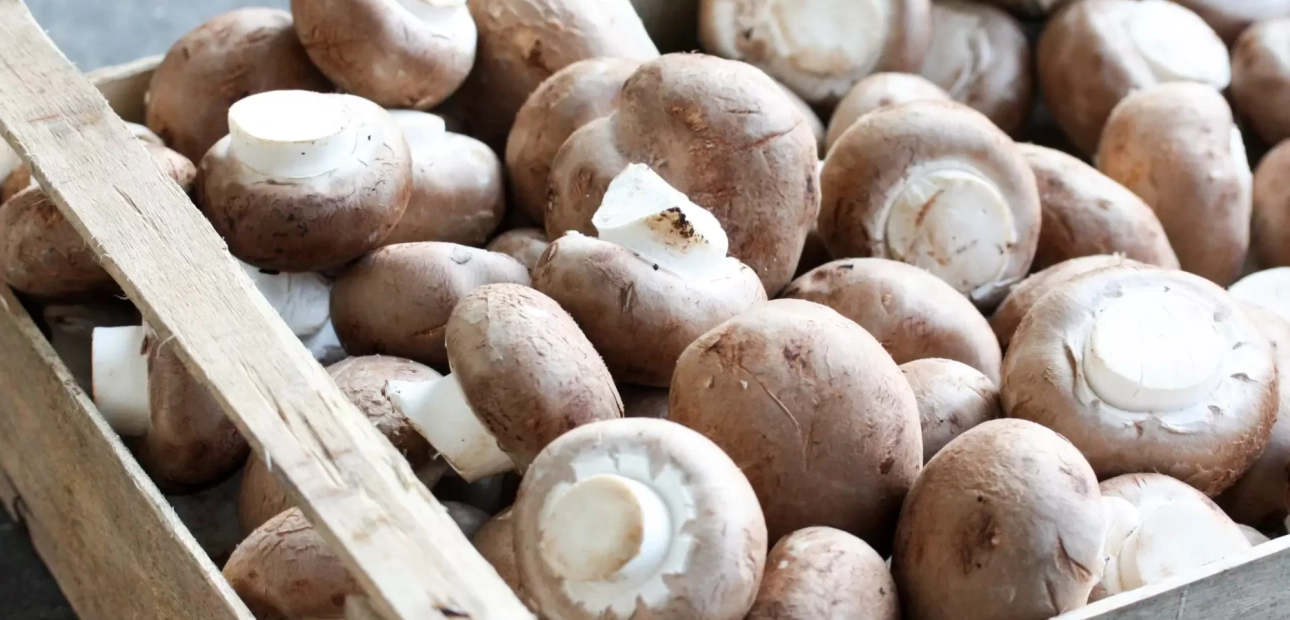 Duurzaam verpakken champignons flowpackverpakking